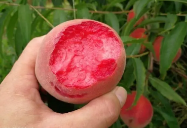 血桃一天吃几个最好(哪种血桃最好吃)