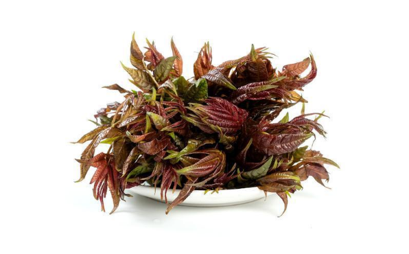 香椿的功效与作用及禁忌症(香椿的功效与作用什么人不能吃) 香椿的功效与作用及禁忌症(香椿的功效与作用什么人不能吃)