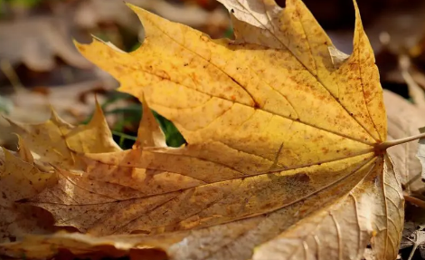 今年秋老虎什么时候走2022(虎年2022什么时候开始)
