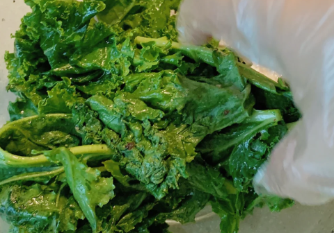 羽衣甘蓝产自哪里(羽衣甘蓝生长在哪里?)