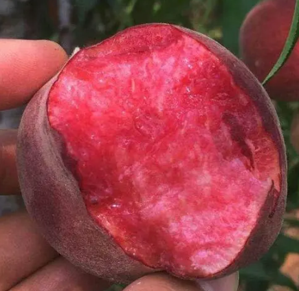 血桃没熟果肉是不是白的(血桃肉是红色还是白色)