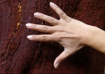 柔荑指女子的什么地方(柔荑指女子的什么地方用英语怎么说) 柔荑指女子的什么地方(柔荑指女子的什么地方用英语怎么说)