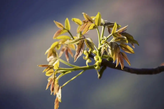 香椿的功效与作用及禁忌症(香椿的功效与作用什么人不能吃)