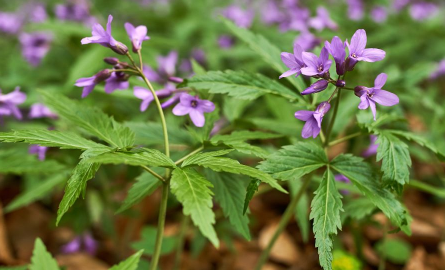益母草的作用及功效有哪些(益母草的功效和作用是什么)