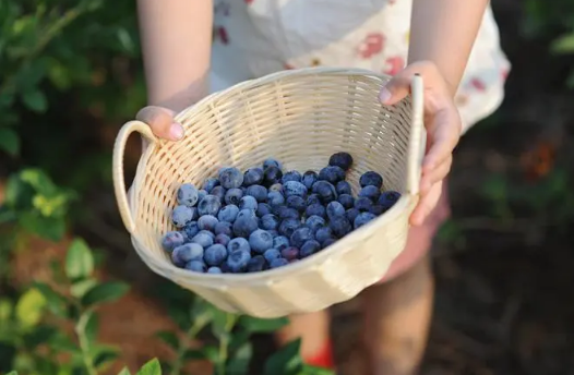 蓝莓表面的白霜是花青素吗(蓝莓外层的白霜)
