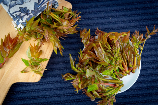 香椿的功效与作用及禁忌症(香椿的功效与作用什么人不能吃) 香椿的功效与作用及禁忌症(香椿的功效与作用什么人不能吃)