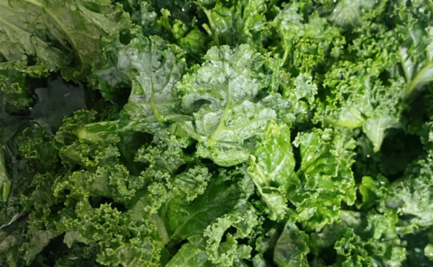 羽衣甘蓝叶可以生吃吗(羽衣甘蓝可以吃不)