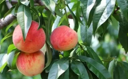 血桃很小吗(血桃长什么样)