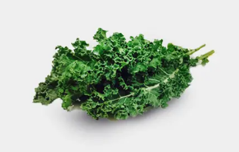 羽衣甘蓝叶可以生吃吗(羽衣甘蓝可以吃不)