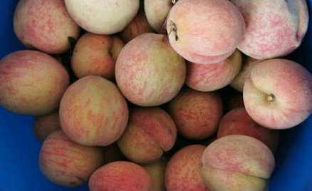 血桃是脆的还是软的(红桃是脆的吗) 血桃是脆的还是软的(红桃是脆的吗)