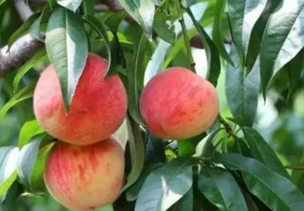 血桃能放冰箱吗(血桃能放几天)