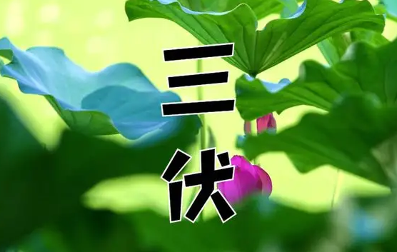 2022初伏中伏末伏是什么时间(中伏末伏是什么时候)