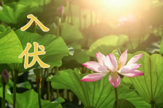 2022年入伏时间和出伏时间表(2022年入梅时间和出梅时间表)