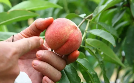 血桃放放会软吗(血桃是脆的还是软的)