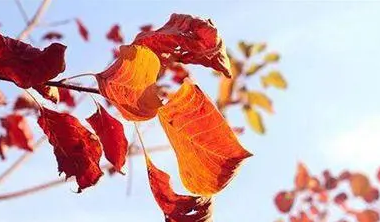 秋老虎是什么节气什么时候2022(秋老虎是什么季节)