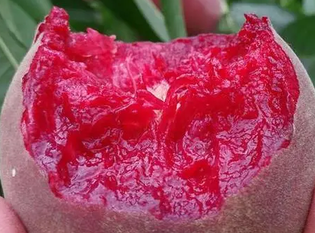 血桃能放冰箱吗(血桃能放几天)