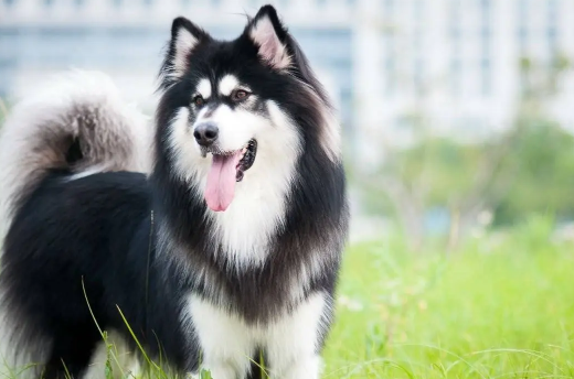 阿拉斯加犬多少钱一只(金毛多少钱一只) 阿拉斯加犬多少钱一只(金毛多少钱一只)