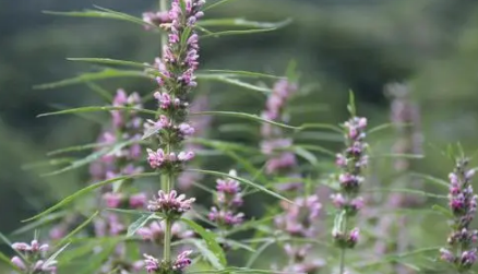 益母草的作用及功效有哪些(益母草的功效和作用是什么)