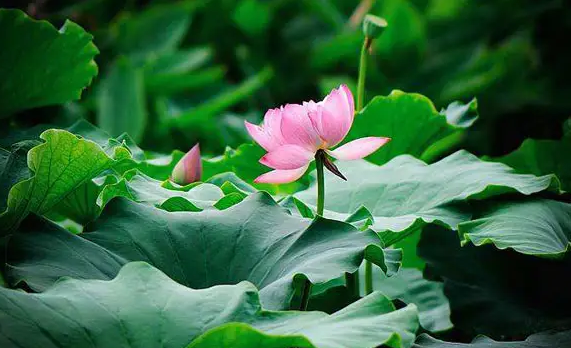 三伏天2022从哪天开始(三伏天2022从哪天开始艾灸) 三伏天2022从哪天开始(三伏天2022从哪天开始艾灸)