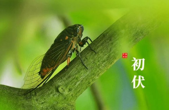 2022年入伏是几月几号几点几分(今年入伏时间几点几分2020)