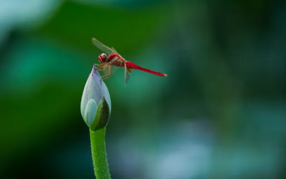 2022年三伏天是几号开始几号结束(2020年三伏天是几号开始几号结束) 2022年三伏天是几号开始几号结束(2020年三伏天是几号开始几号结束)