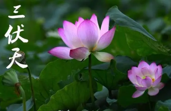 2022三伏天最热是哪个伏天(是三伏天最热吗)