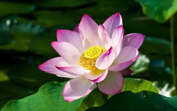 2022三伏天最热是哪个伏天(是三伏天最热吗) 2022三伏天最热是哪个伏天(是三伏天最热吗)