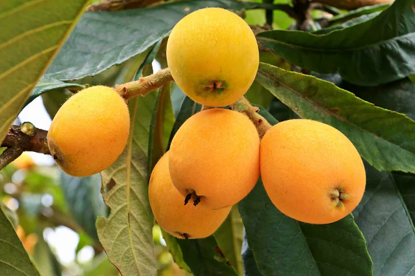 枇杷吃多了有什么坏处(枇杷吃多了有好处吗)