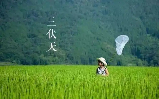 2022年三伏天是几月份到几月份(2020三伏天是几月到几月) 2022年三伏天是几月份到几月份(2020三伏天是几月到几月)