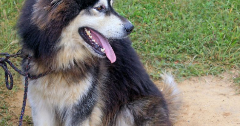 阿拉斯加犬多少钱一只(金毛多少钱一只) 阿拉斯加犬多少钱一只(金毛多少钱一只)