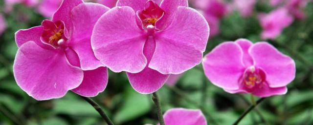 蝴蝶兰如何养殖方法(蝴蝶兰种养方法)