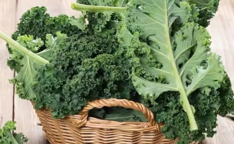 羽衣甘蓝产自哪里(羽衣甘蓝生长在哪里?)