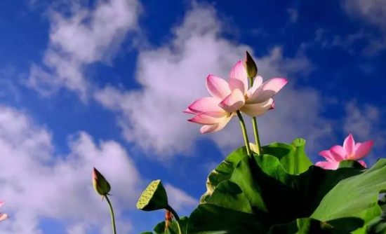 2022年三伏天是几月份到几月份(2020三伏天是几月到几月) 2022年三伏天是几月份到几月份(2020三伏天是几月到几月)