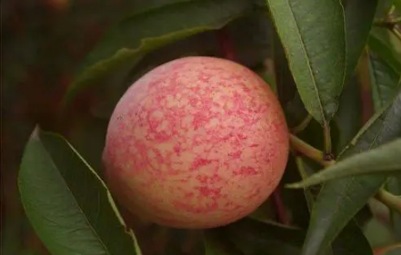 血桃是脆的还是软的(红桃是脆的吗)