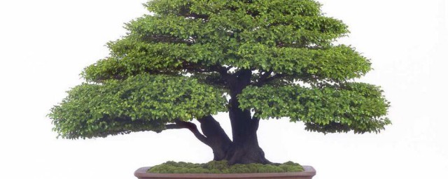 小叶紫檀的养护方法和注意事项(小叶紫檀需要注意什么)