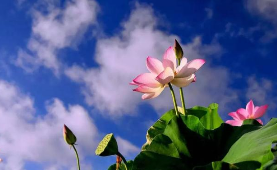 2022年三伏天是几号开始几号结束(2020年三伏天是几号开始几号结束) 2022年三伏天是几号开始几号结束(2020年三伏天是几号开始几号结束)