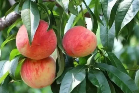 血桃是脆的还是软的(红桃是脆的吗) 血桃是脆的还是软的(红桃是脆的吗)