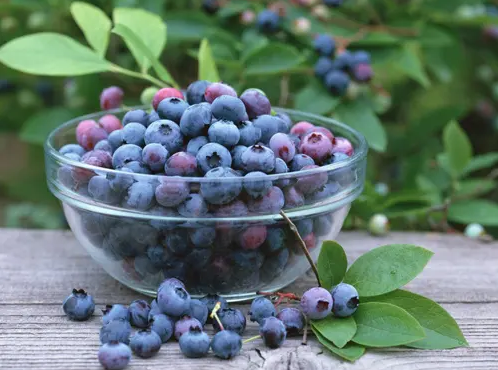 蓝莓表面的白霜是农药残留吗(蓝莓表面有白霜)