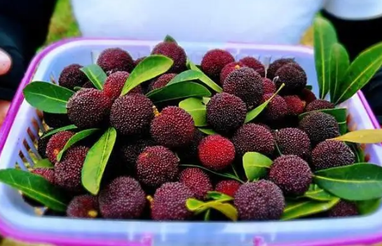 杨梅先洗再冷冻还是先冷冻吃再洗(杨梅放冰箱冷冻要洗吗) 杨梅先洗再冷冻还是先冷冻吃再洗(杨梅放冰箱冷冻要洗吗)