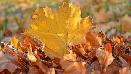 今年秋老虎什么时候走2022(虎年2022什么时候开始)