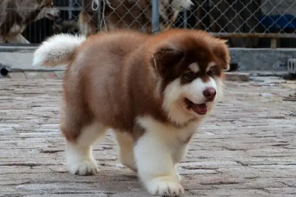 阿拉斯加犬多少钱一只(金毛多少钱一只)