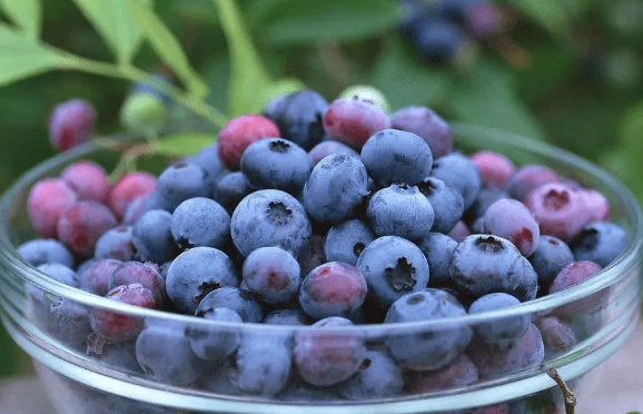 蓝莓表面的白霜是农药残留吗(蓝莓表面有白霜)