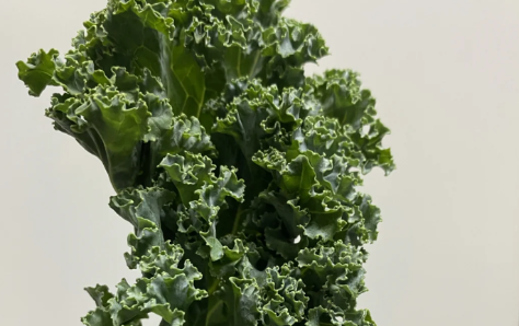  为什么超市没有卖羽衣甘蓝