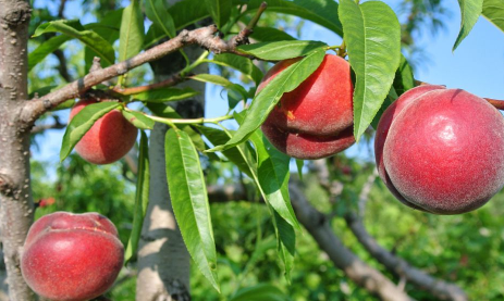 血桃放放会软吗(血桃是脆的还是软的)