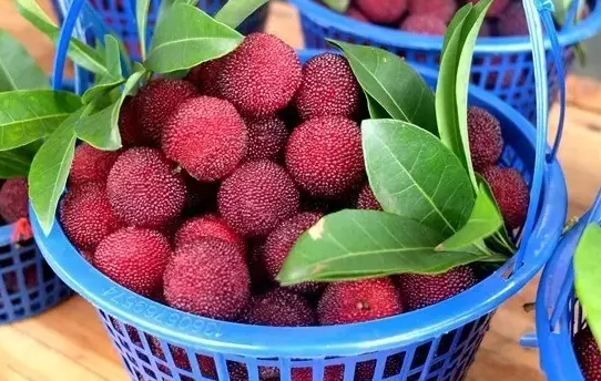 一天吃30几个杨梅会怎么样(杨梅一次吃太多会怎么样)