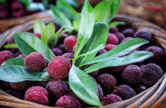 杨梅没有盐水怎么处理(杨梅不用盐水)