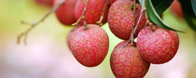 荔枝什么时候可以吃(荔枝什么时候不能吃)