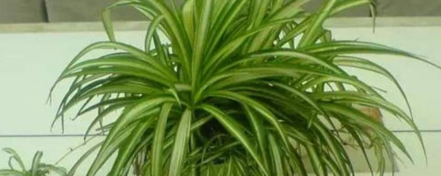 花叶吊兰的种植方法(吊兰花怎么栽?)