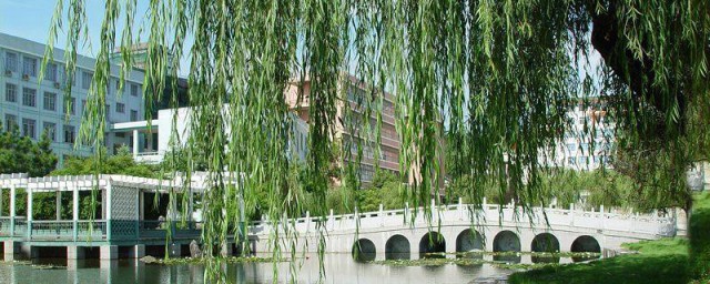 柳文化的相关知识(柳的文化特质)