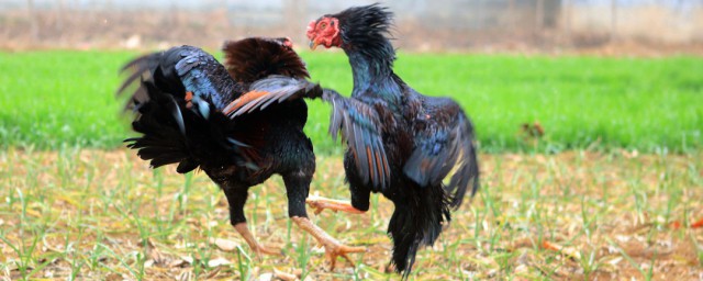 斗鸡家庭养殖方法分享(斗鸡养殖技术视频教程)